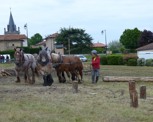 Attelage à 4 chevaux en tandem