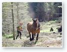 Restauration des tourbières du massif de madres